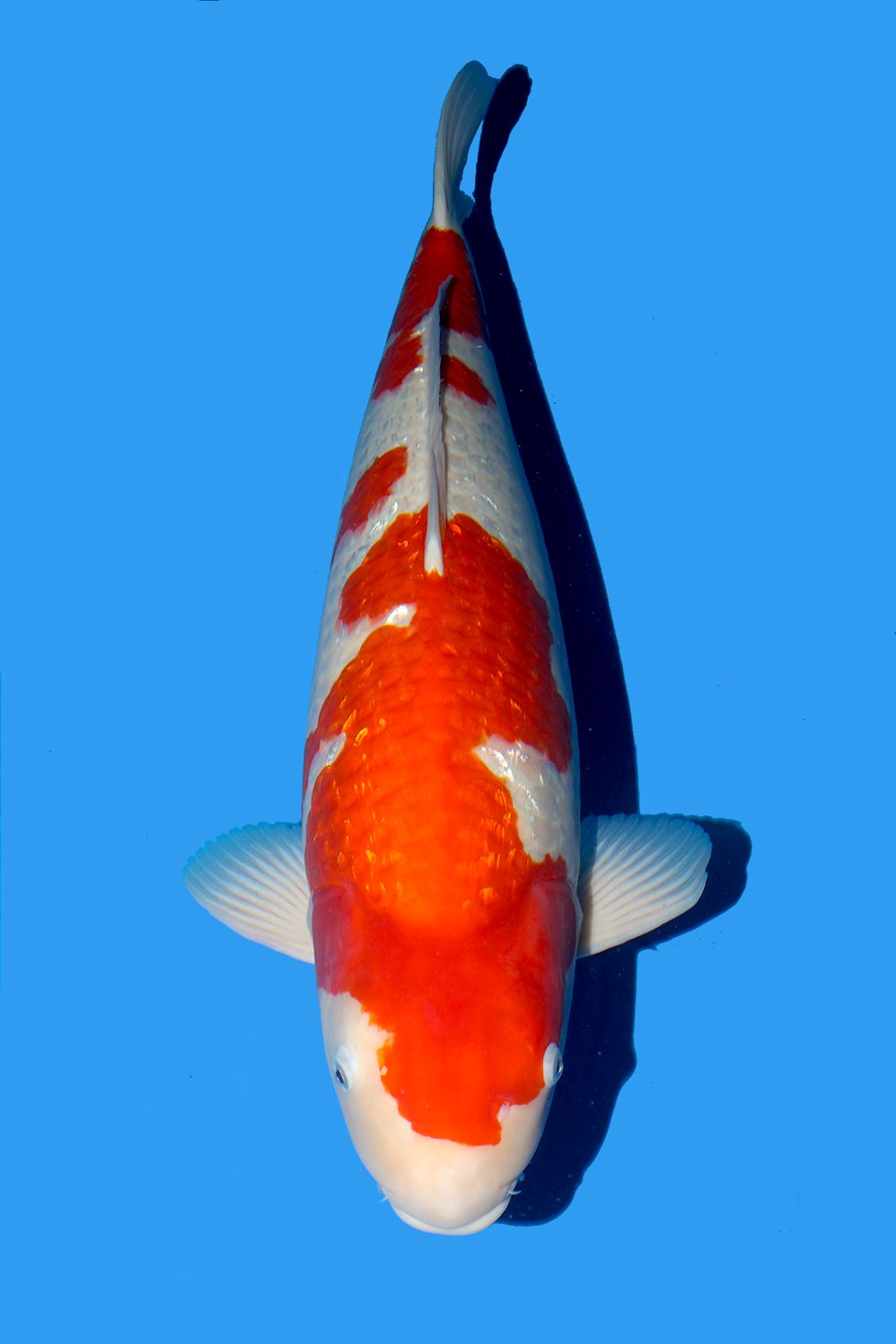 Gin Rin Kohaku - Grand Koi, LLC