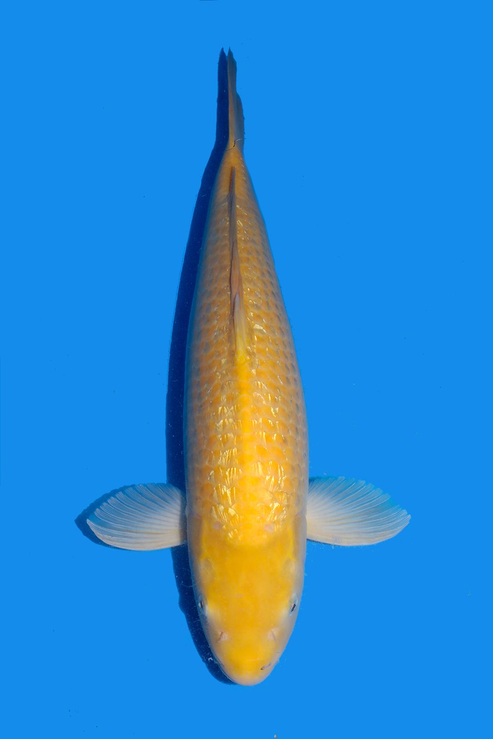 Gin Rin Kigoi Grand Koi, LLC