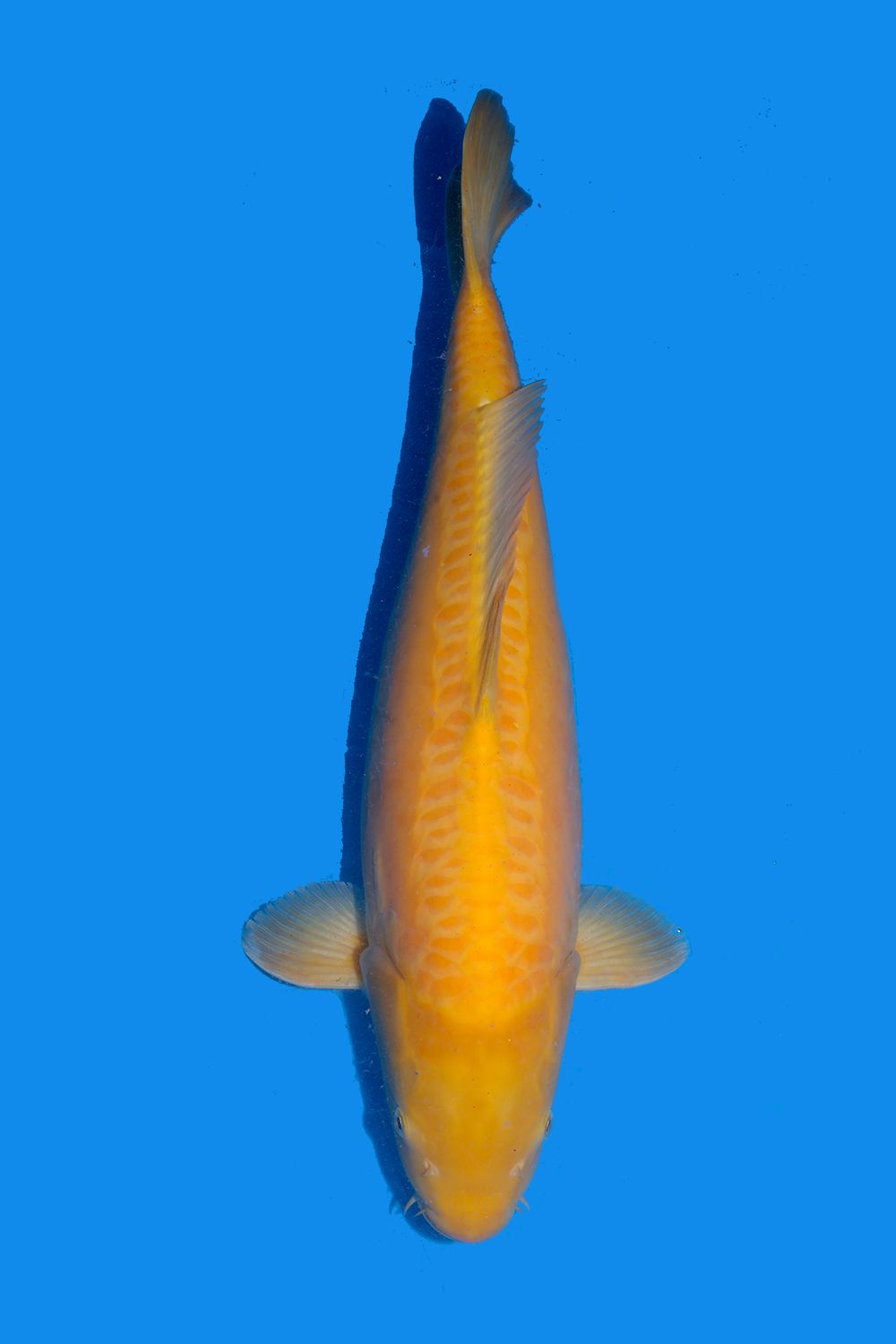 Doitsu Karashigoi - Grand Koi, LLC