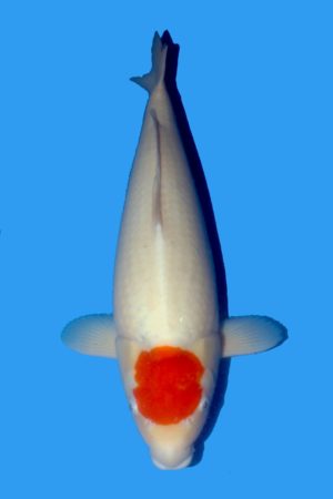 Tancho Kohaku