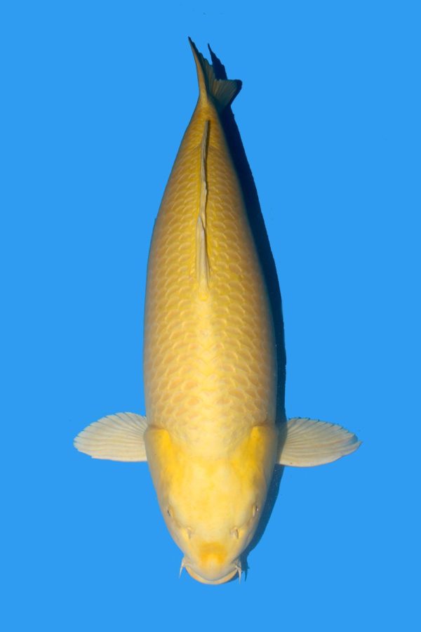 Yamabuki- SOLD