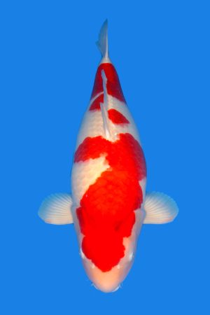 Kohaku