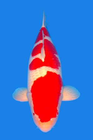 Kohaku- SOLD