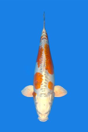 Ki Kikokuryu