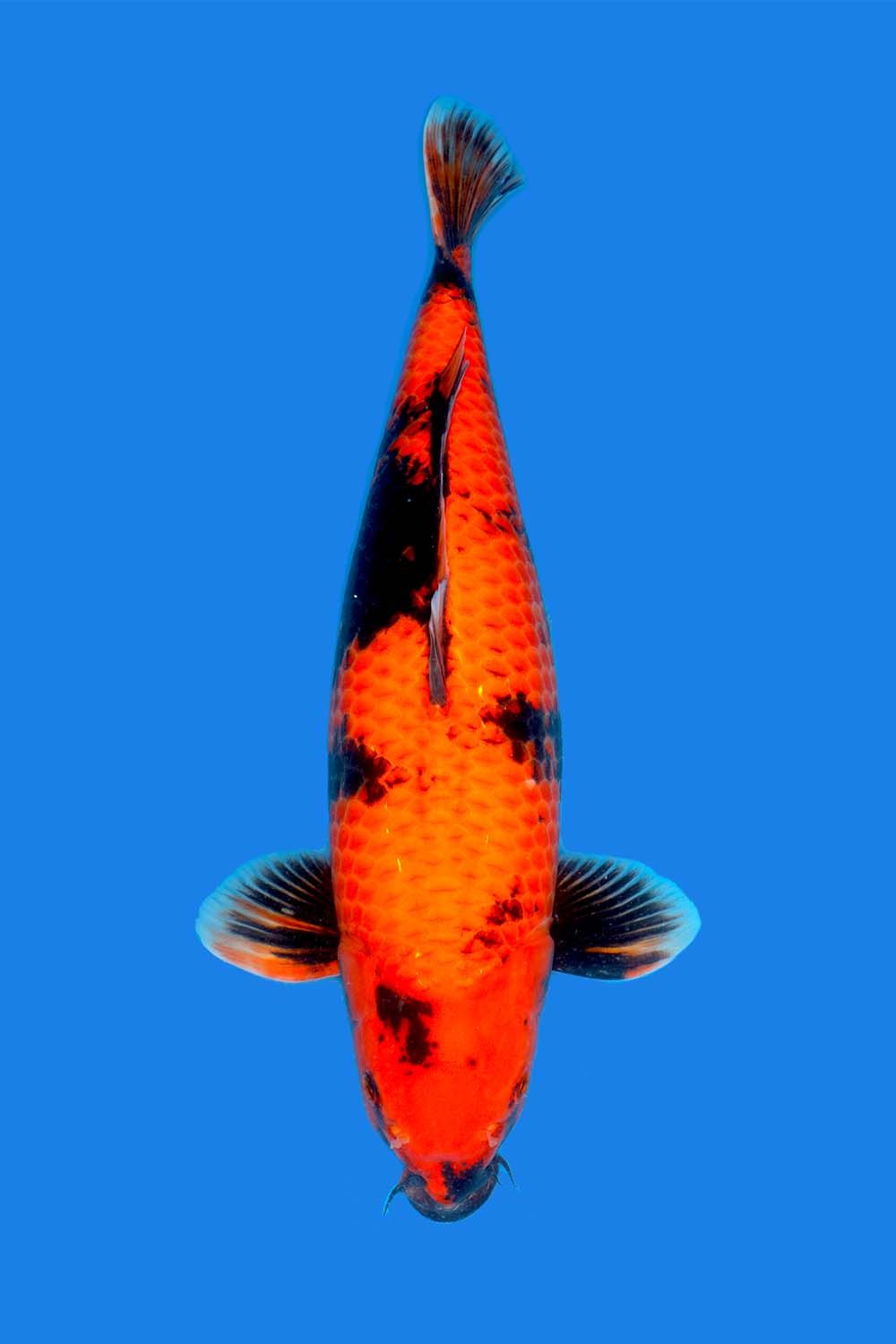 ジュディス ガイガー JUDITH GEIGER 「Coris Fish」