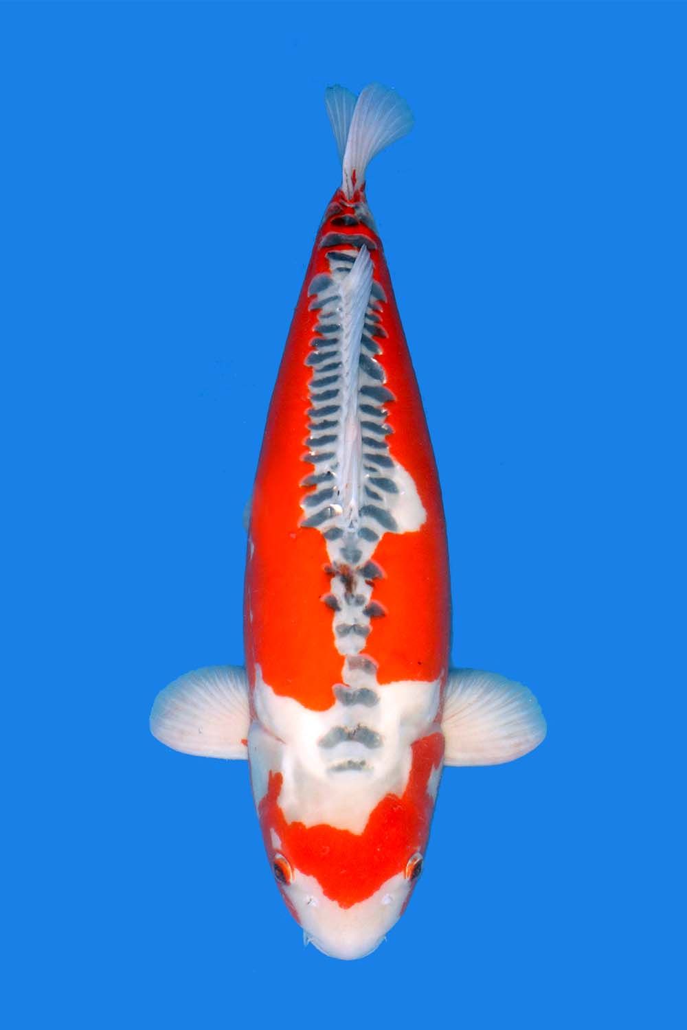 Shusui - Grand Koi, LLC