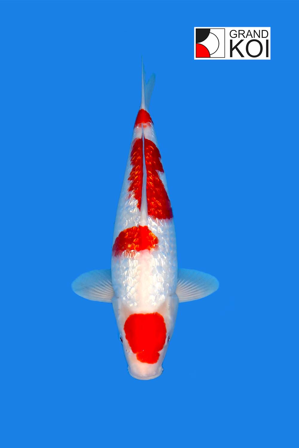 Maruten Gin Rin Kohaku - Grand Koi, LLC
