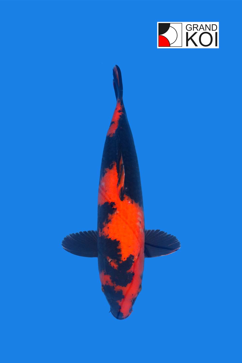 Hi utsuri grand koi llc