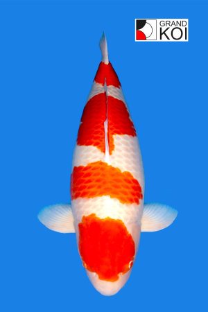 Kohaku- SOLD