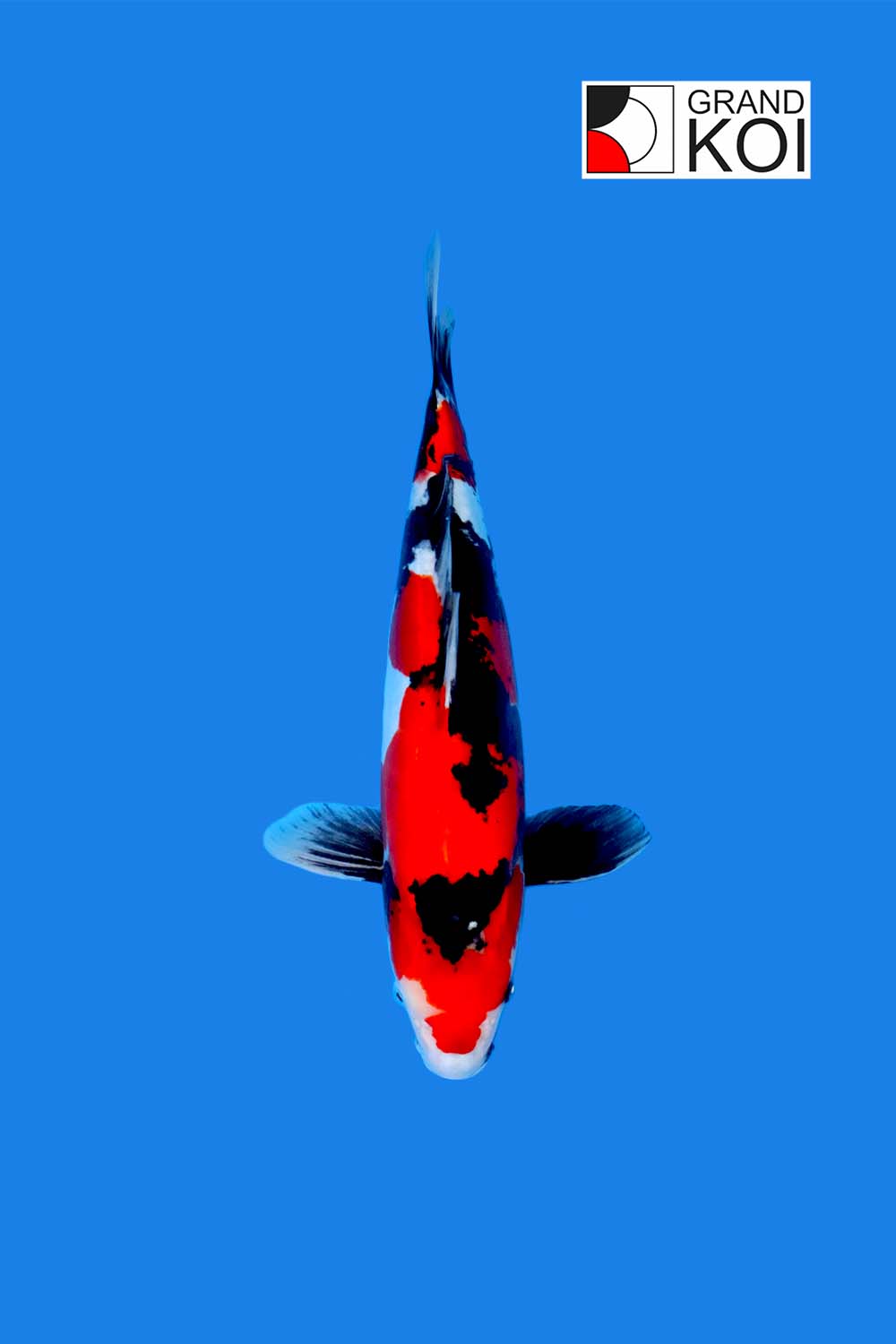 Doitsu Showa - Grand Koi, LLC