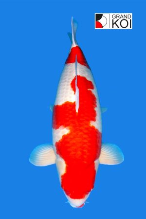 Kohaku