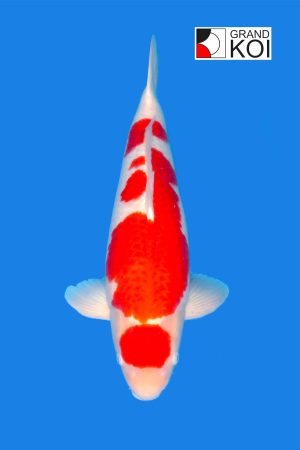 Maruten Kohaku