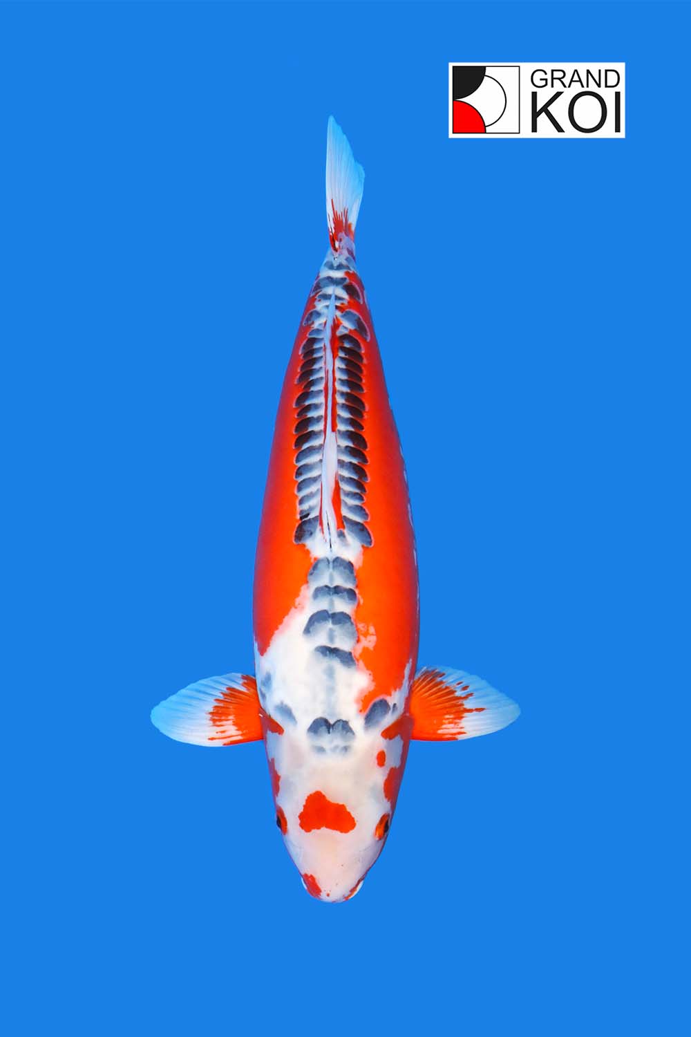 【おすすめ】絡繰魂 スカジャン Golden koi fish 楽天市場】【送料無料】絡繰魂 粋 カラクリダマシイ イキ 龍虎