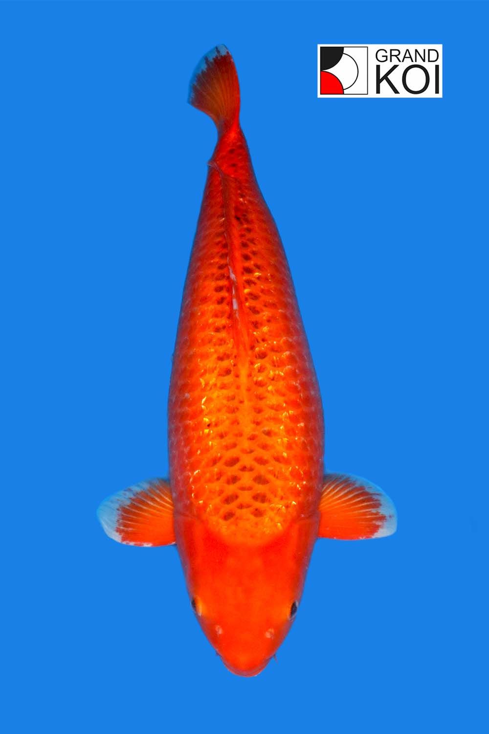 HI Matsuba Grand Koi, LLC