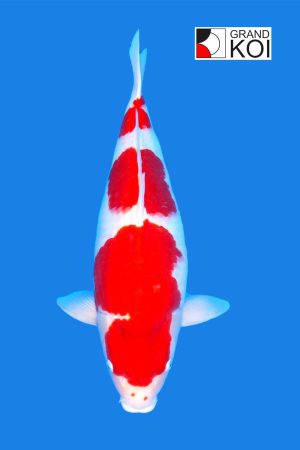Kohaku