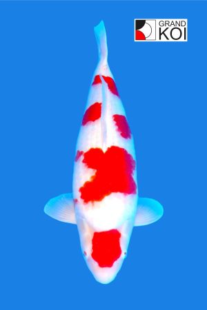 Kohaku