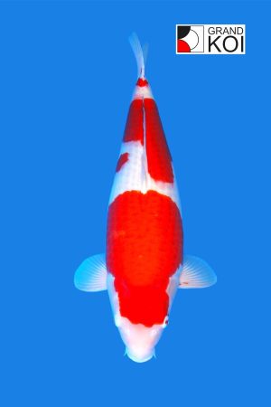Kohaku