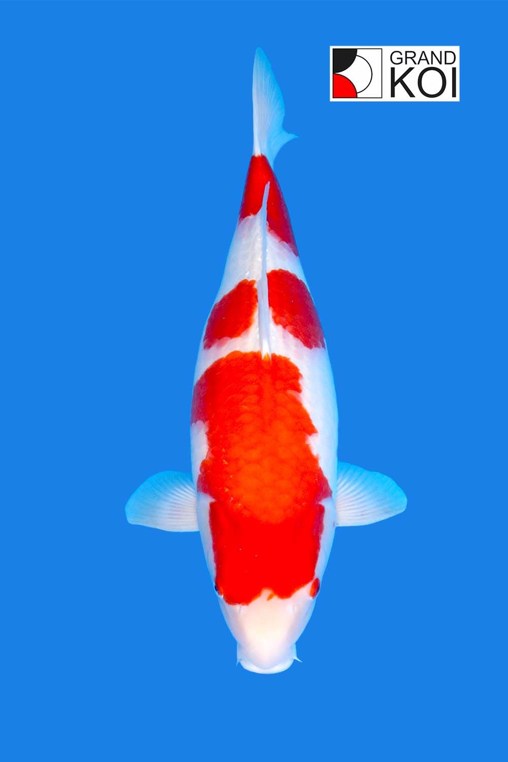 kohaku-grand-koi-llc