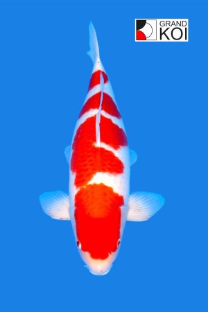 Kohaku