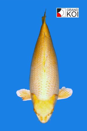 Yamabuki
