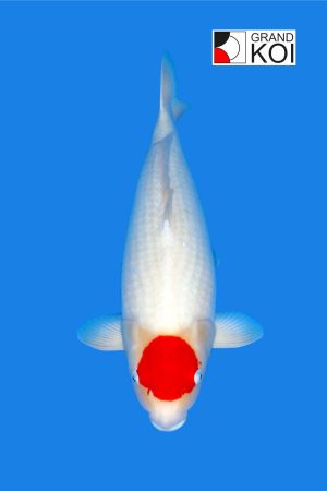 Tancho Kohaku
