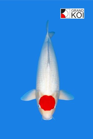 Tancho Kohaku