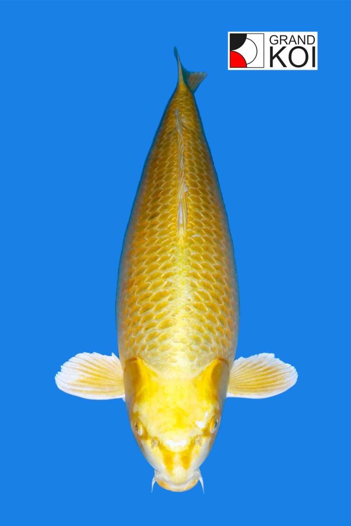 Yamabuki Grand Koi, LLC