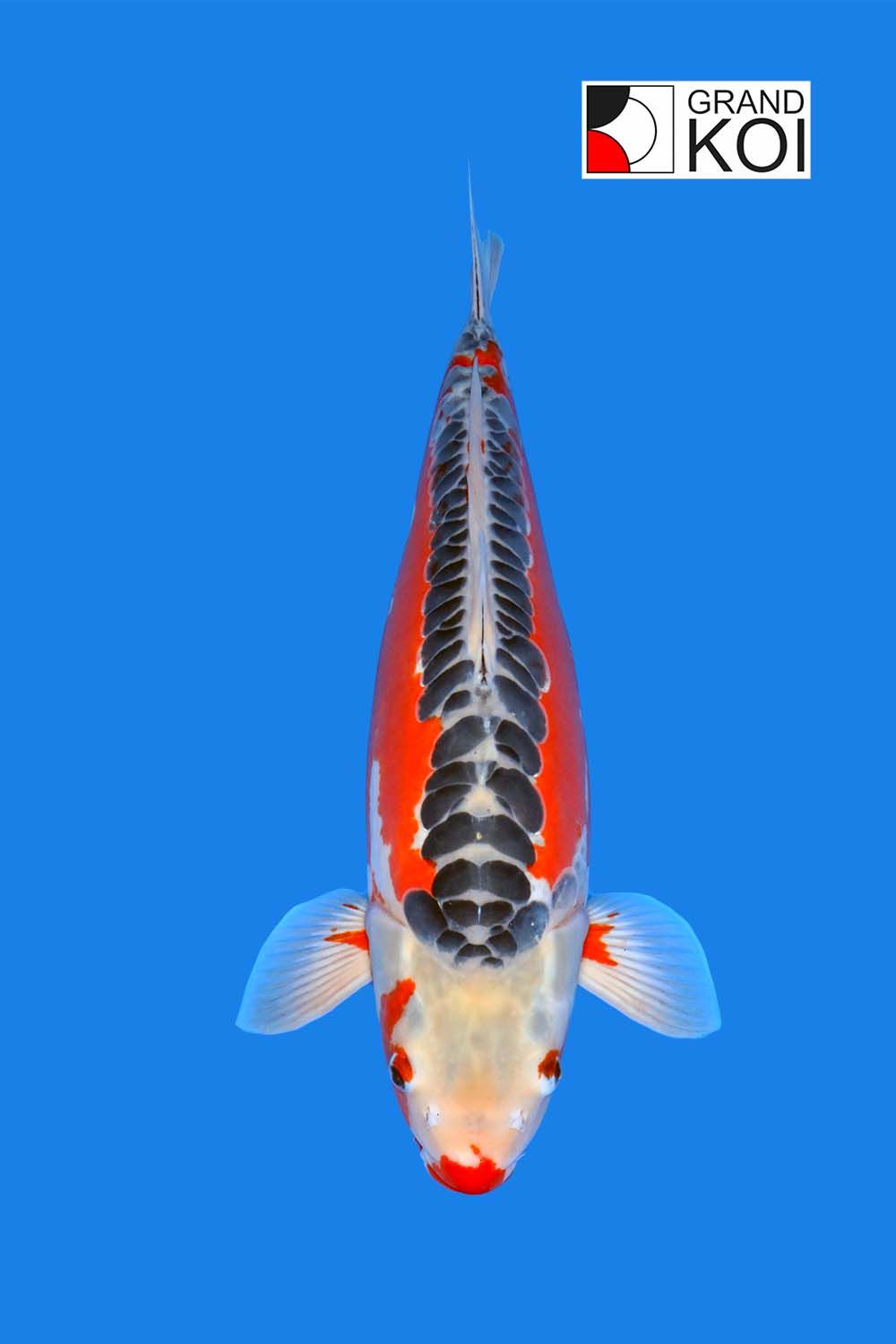 Shusui SOLD Grand Koi LLC shusui-sold-grand-koi-llc