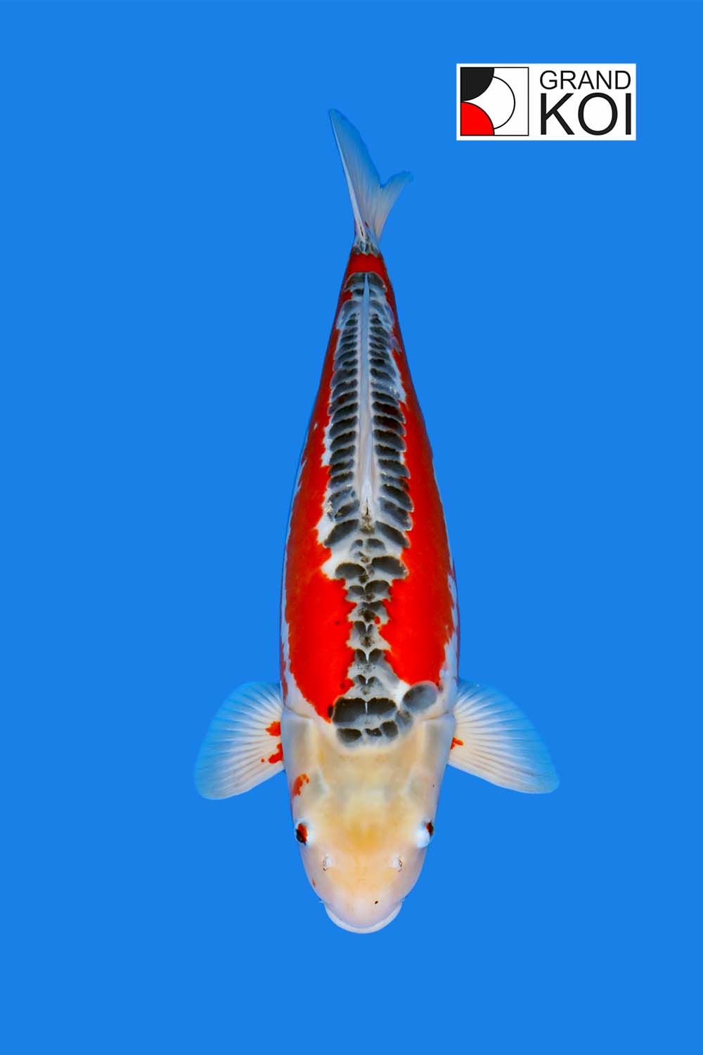 Shusui - Grand Koi, LLC