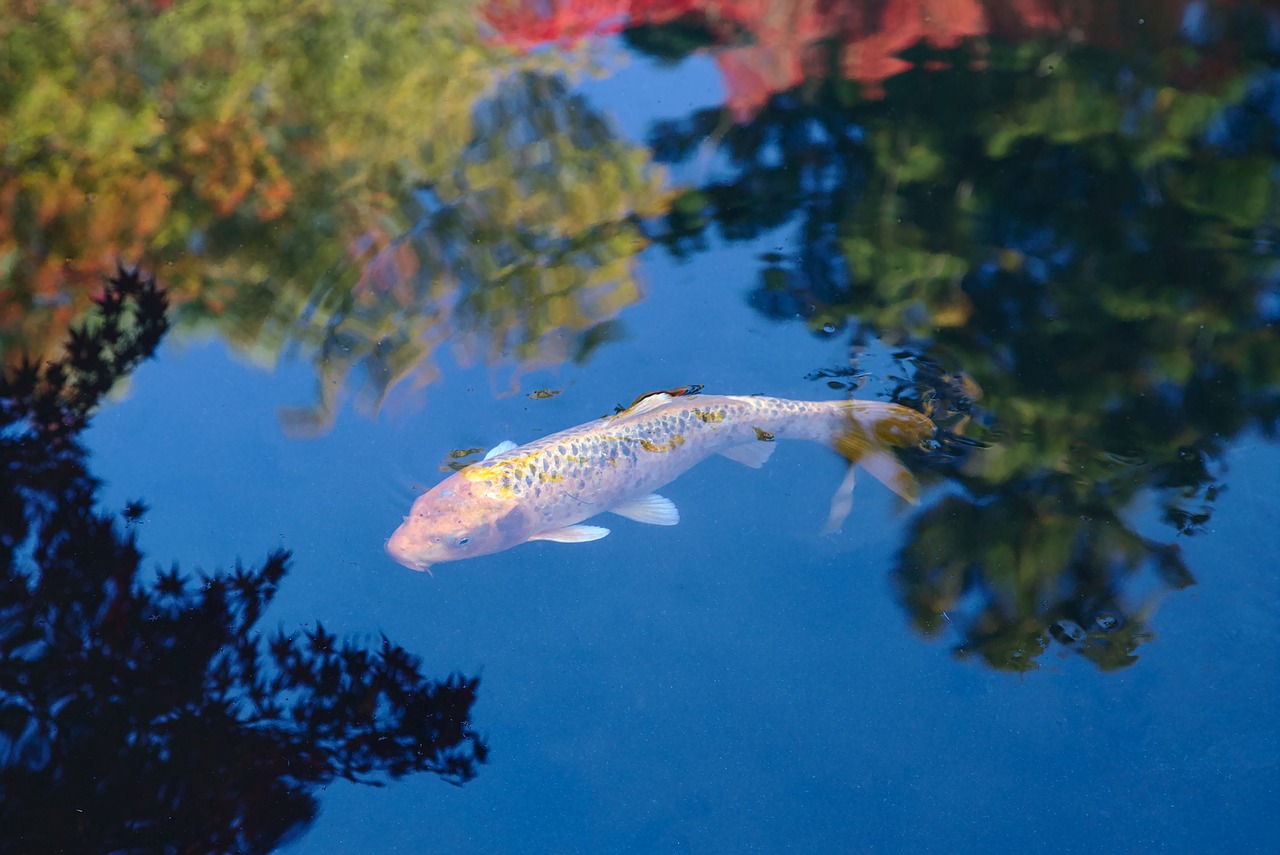 How to lower pH in a pond