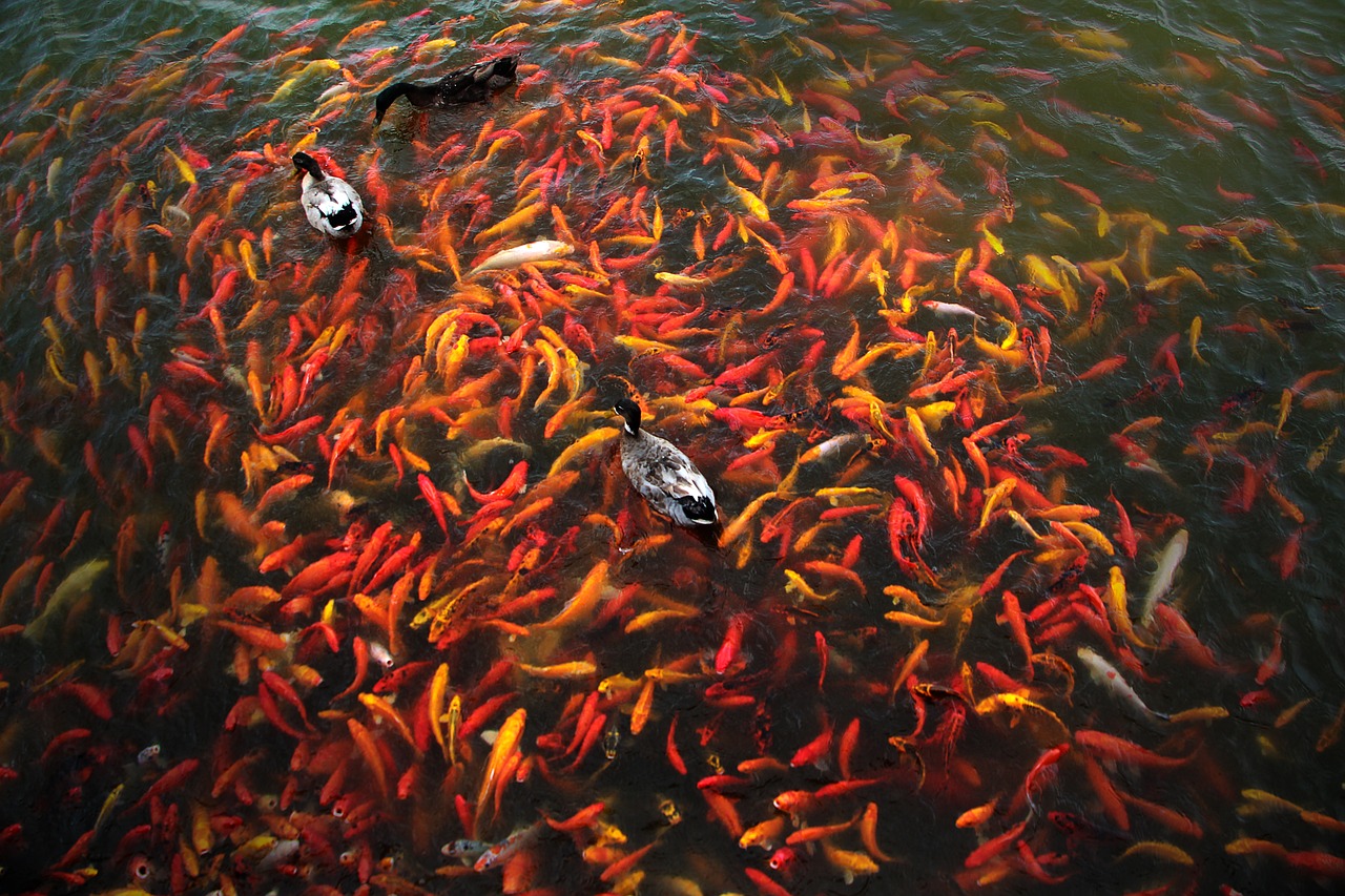 Kohaku Koi Fish Patterns and Types