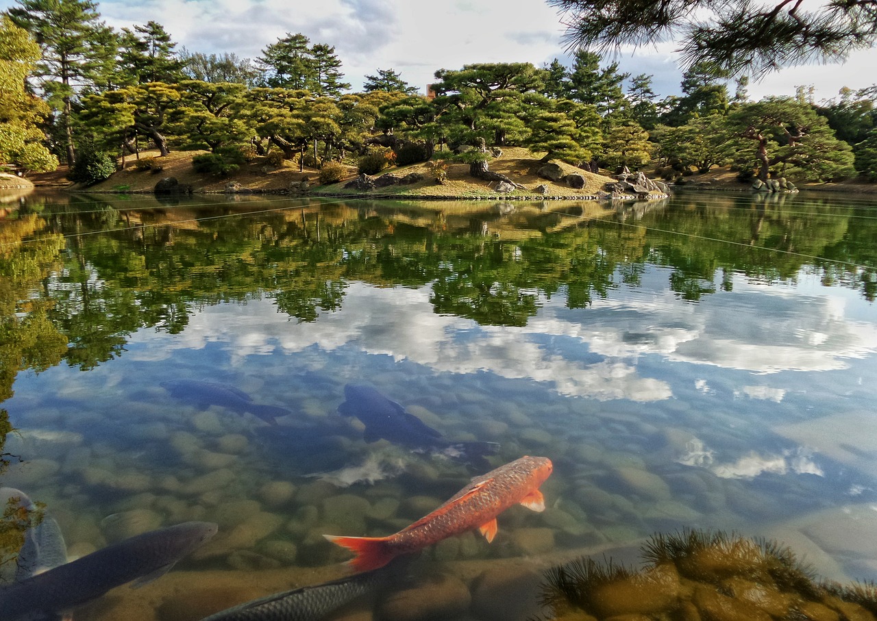 Most Expensive Koi Fish in the World