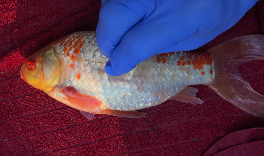 koi disease