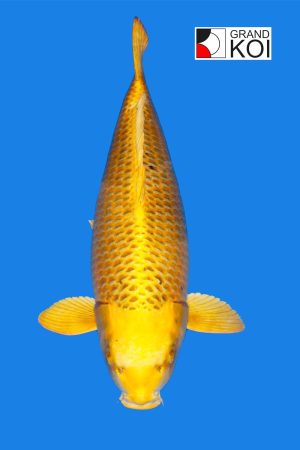 Kin Ki Matsuba