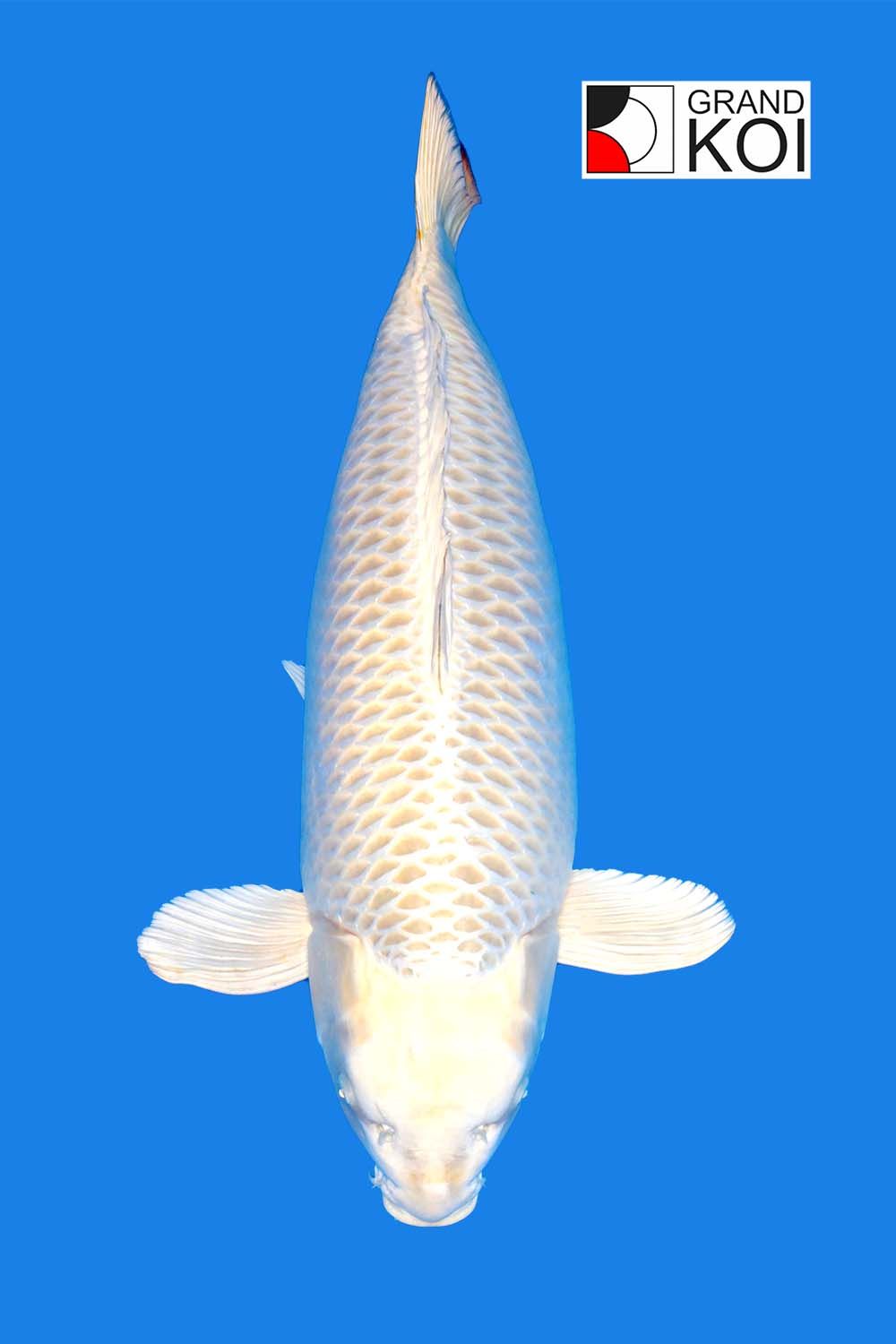 Matsuba Grand Koi, LLC