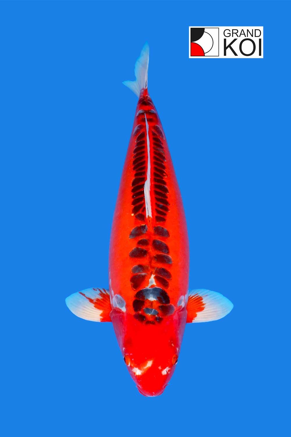 Hi Shusui- SOLD - Grand Koi, LLC