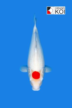 Tancho Kohaku
