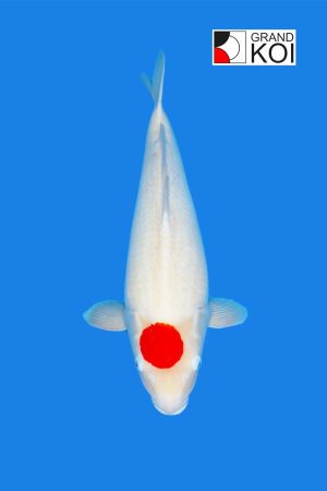 Tancho Kohaku