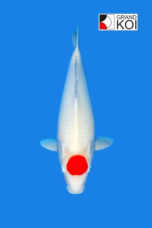 Tancho Kohaku