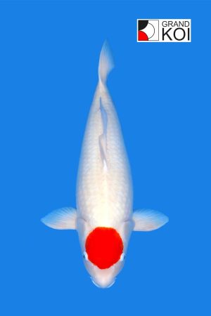 Tancho Kohaku