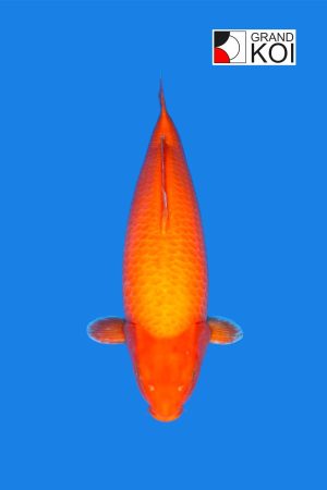 Benigoi