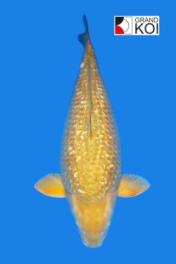 Chagoi koi fish for sale