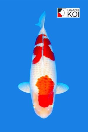 Kohaku