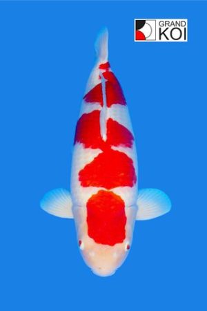 Kohaku