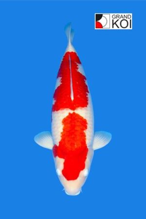 Kohaku