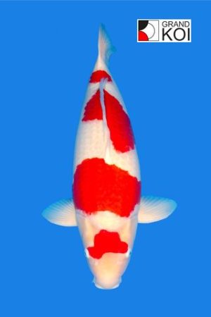 Kohaku