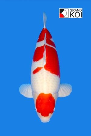 Kohaku