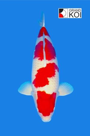 Kohaku