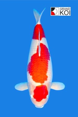 Kohaku