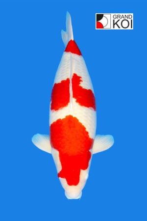 Kohaku